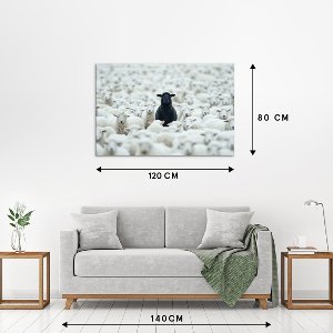Black Sheep 