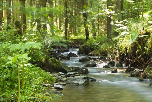 Cours d'eau dans la forêt 