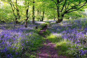 Forest with lavender 