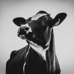 Beautiful Cow 
