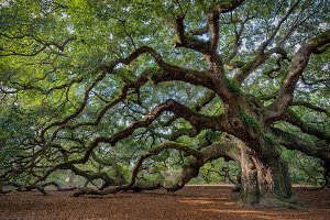 Fascination des arbres 