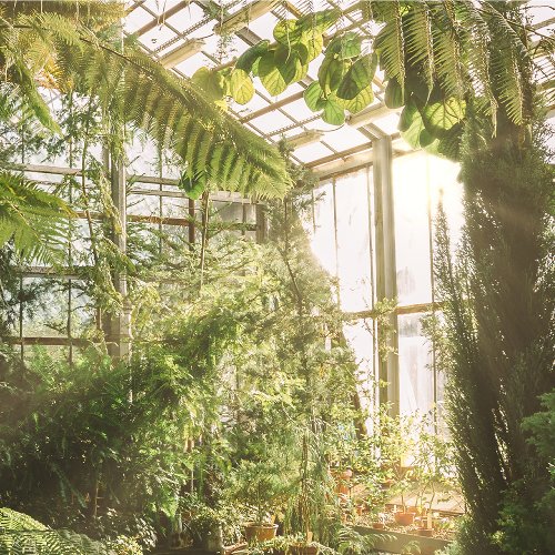 Greenhouse with Light Reflections