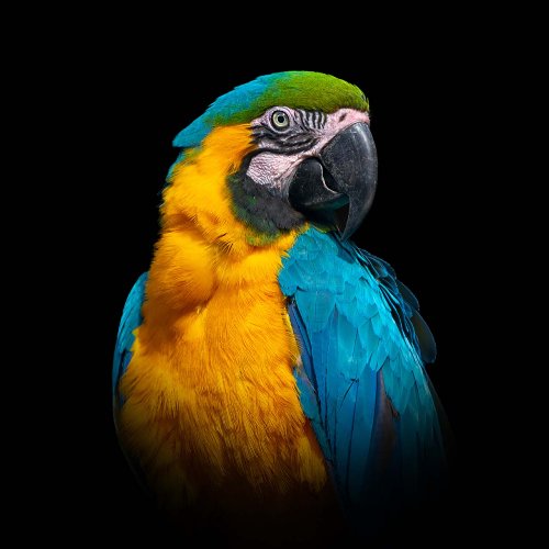 Ara Portrait 