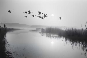 Wild Geese 