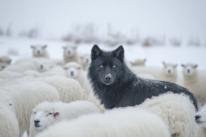 Black Sheep Fine Art Print on canvas 80x120 cm