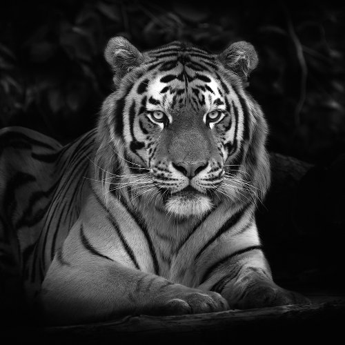 Imposing Tiger 