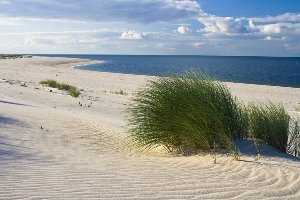 Beach with dune grass 