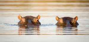 2 hippopotames 