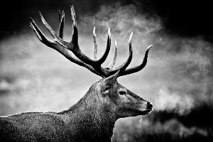 Deer in black and white 