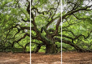 Verzweigter Baum 