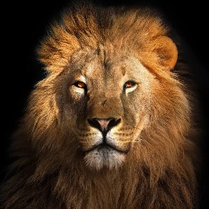 Le Roi Lion 