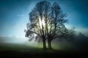 Trees in morning mist 