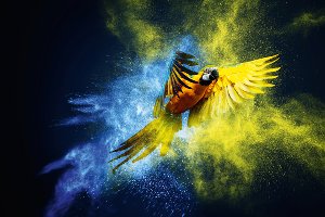 Parrot in blue and yellow 