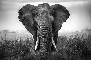 Big Elephant 