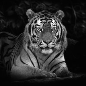 Tigre imposant 