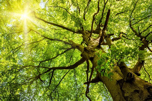 Crown of tree 2 