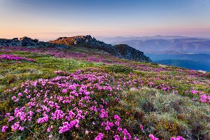 Alpenlandschaft mit lila Blumen