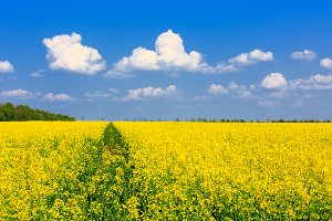 Yellow rapeseed field 