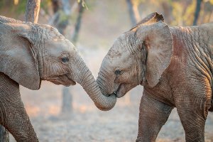 2 spielende Elefantenkinder 