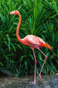 Stylish flamingo 