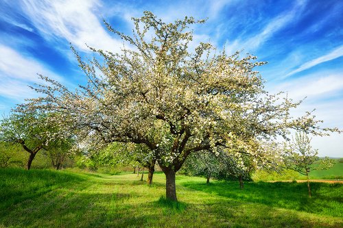 Blossoming fruit trees 