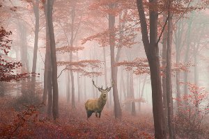 Deer in autumn wood 
