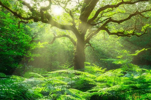 Tree in a forest 