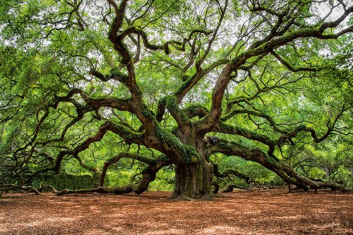 Branched tree 