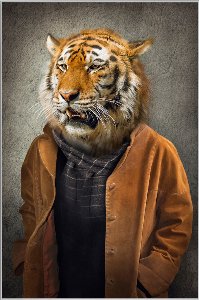 Tiger with coat 
