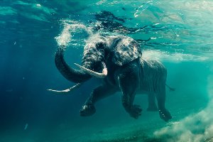 Swimming elephant 