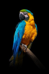 Blue and Yellow Macaw 