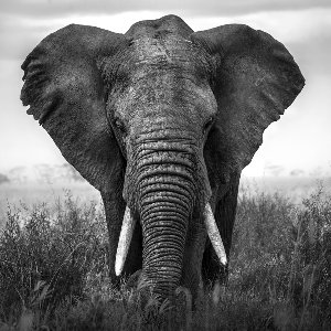 Großer Elefant 