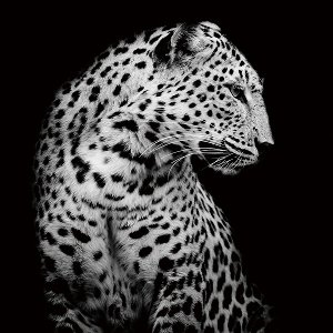 Leopard in der Nacht 