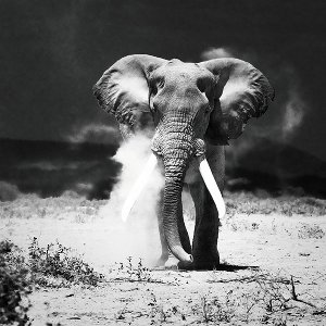 Elefant in der Steppe 
