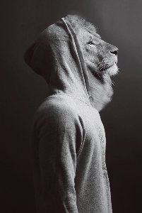 Lion in a hoodie 