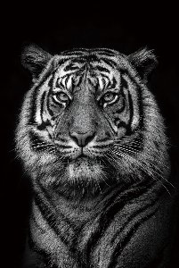 Tigre Royal 