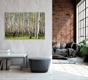 Birch forest 