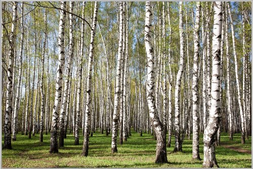 Birch forest 