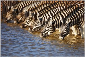 Zebras at the river 