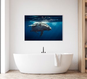 Whale 
