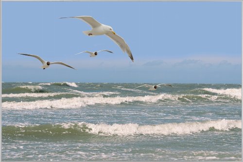 Seagulls over rough seas 