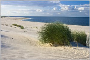 Plage avec herbe des dunes 