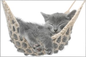 Kitten lying in a hammock 