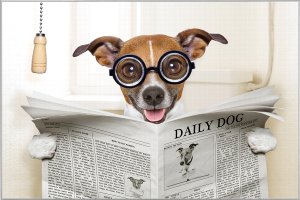 Dog reading newspaper 