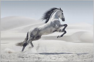 Wild horse 