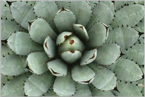 Agave 