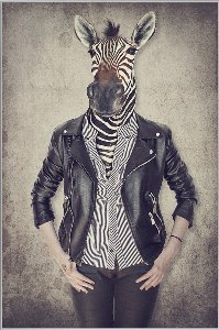 Zebra Gentleman 