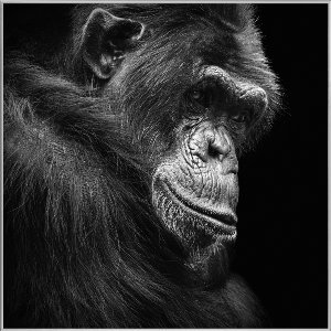 Chimpanzee in thought 