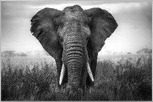 Großer Elefant 