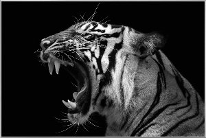 Snarling Tiger 